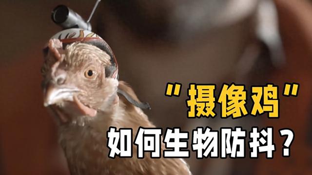 鸡头防抖原理有哪些应用？（鸡头防抖到底是真是假云台技术为何借鉴它神级稳定器就在身边）