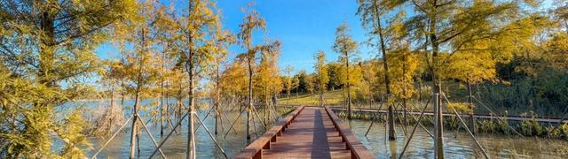 深圳秋日限定:三处落羽杉秘境,邂逅南国绚烂!