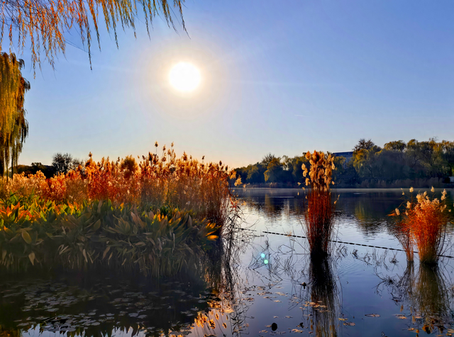 碧水映天，芦苇摇曳，什刹海西海湿地公园风景正好