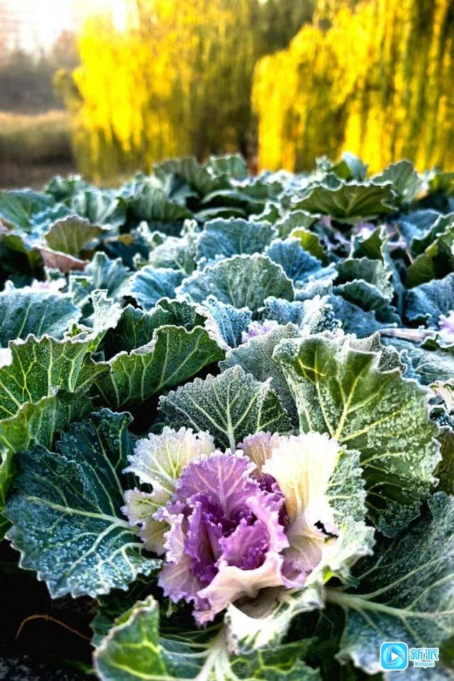 冬意初临 潍坊如诗如画