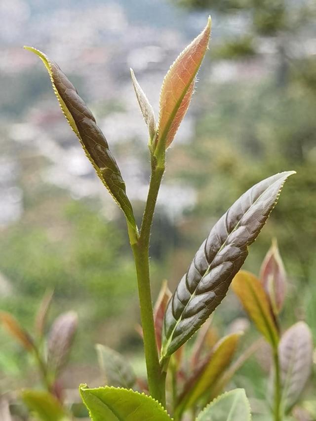 全城飘茶香 全民享茶韵 国庆假期一起到安溪斗茶去