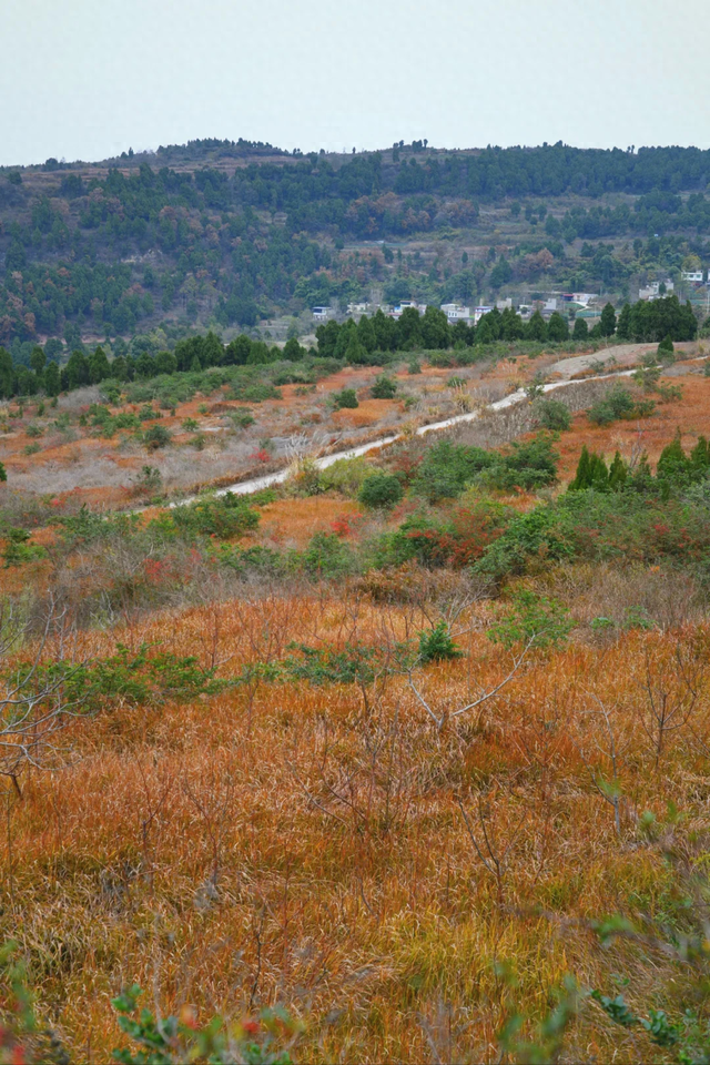 成都秋冬徒步NO.1，这是我见过最美的山脊线，1h可达亲子友好！