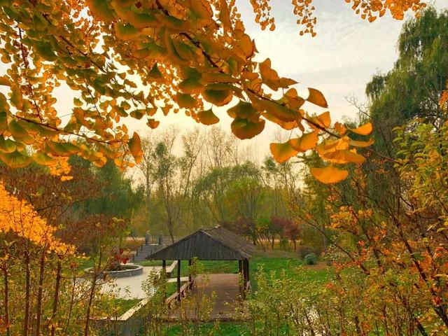 秋去冬来，邀您看红荷湿地的层林尽染，落叶如诗~~~