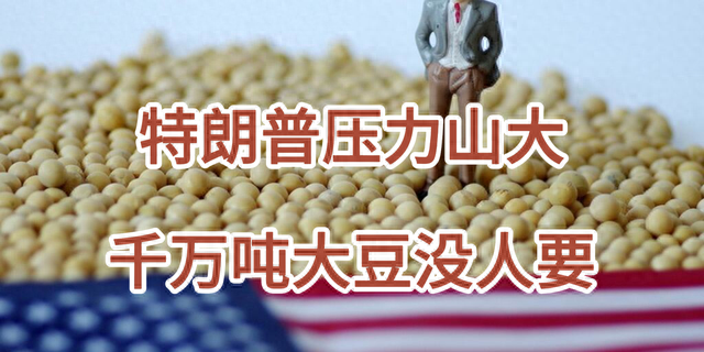 特朗普惹祸了？美国大豆要烂在地里，豆农组团施压：中国不买不行