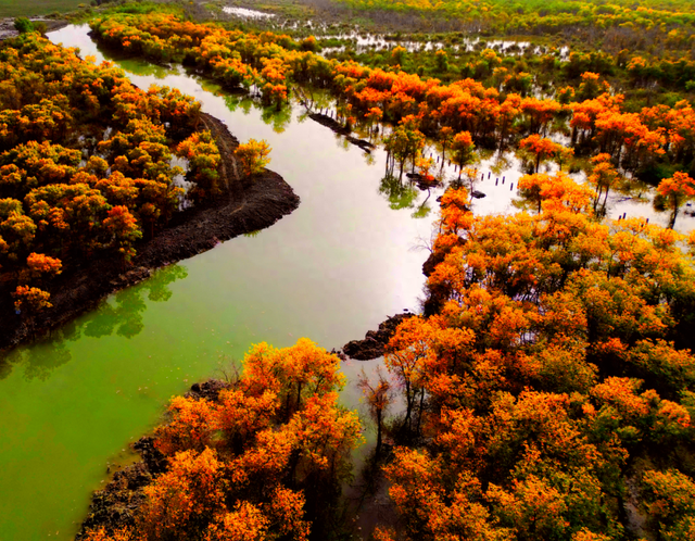 南疆秋季胡杨旅游快讯