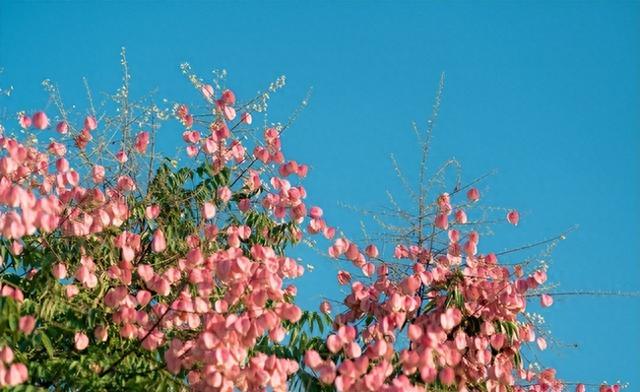 梧桐树开什么样子的花（每天认识一种花栾树）