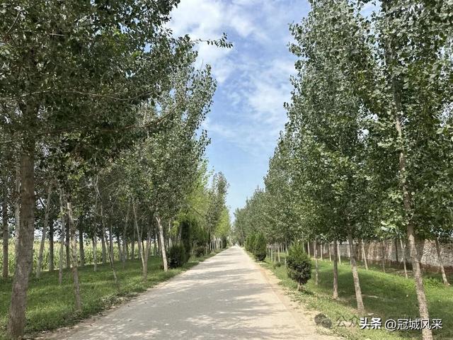 冠县乡韵·定远寨镇前杏园村