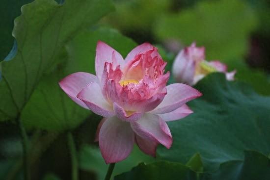 曲院风荷，荷韵万千