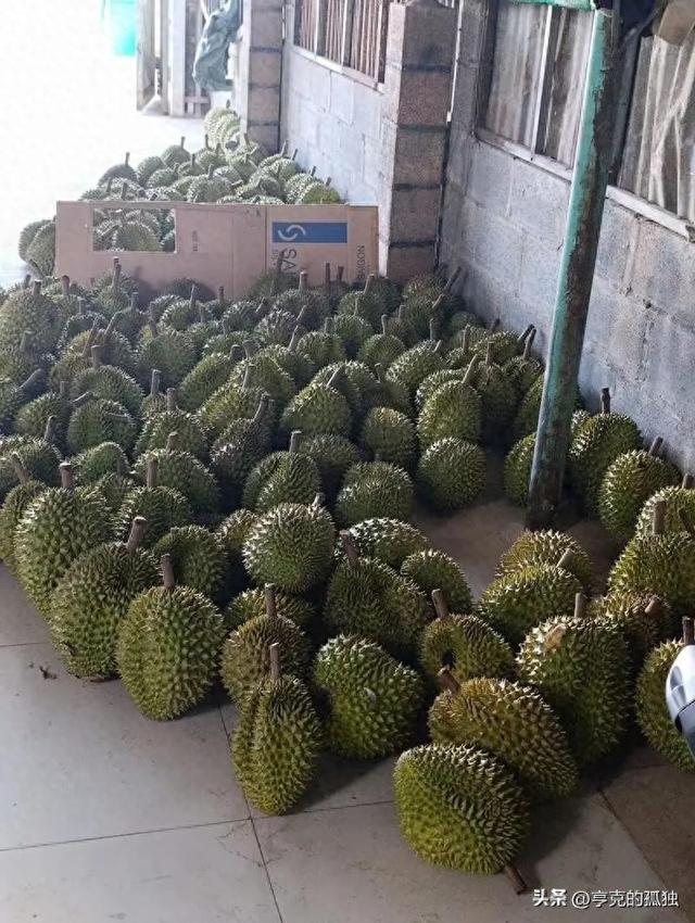 失去中国市场后，大量水果烂地里卖不出去，现在开始后悔得罪中国