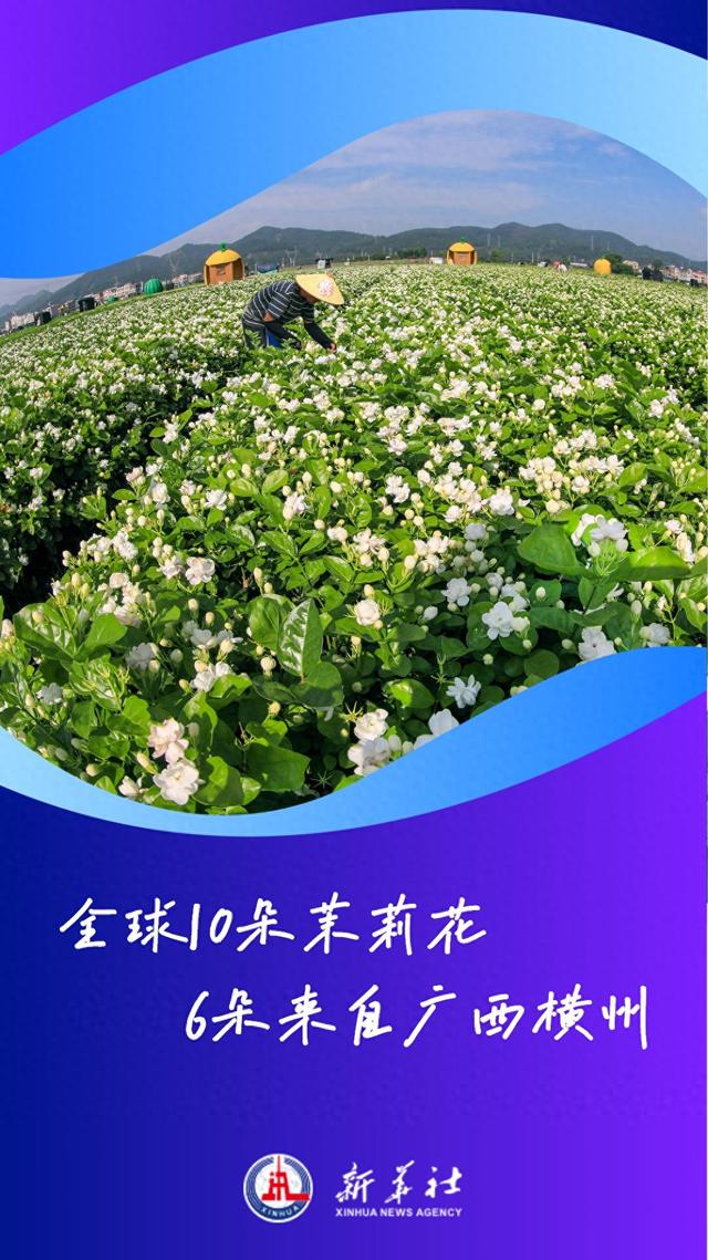 一朵茉莉，兴一座城