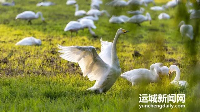 “淡季不淡”，运城文旅持续火热