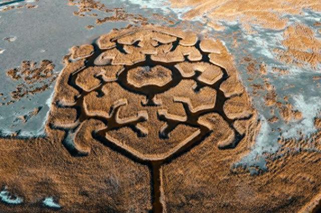 芦苇绘景 候鸟翩跹 官港森林公园初冬生态画卷灵动迷人