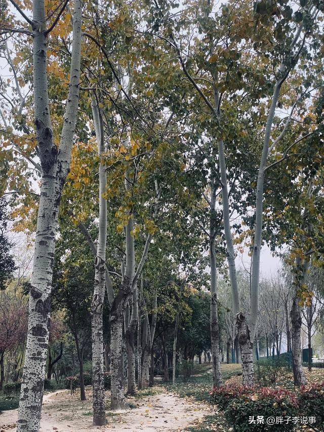 菏泽市立医院东边，我撞见了初冬最“静”的杨树林