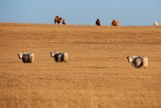 来白音锡勒和牦牛贴贴～