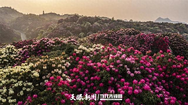 村意盎然的中国：浪漫杜鹃等你赴约