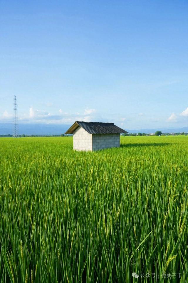 芒市这条稻田公路 超美超出片