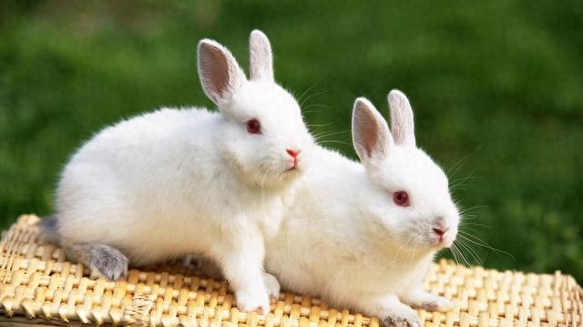 63属兔人，你放不下的就俩字。