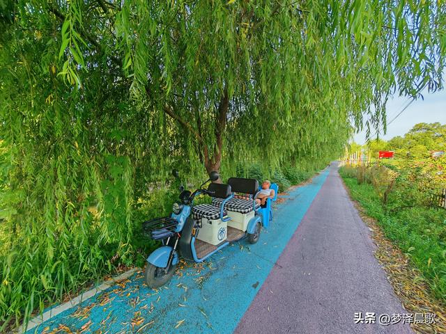 垂柳树下乐逍遥