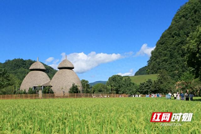 张家界黄龙洞：农旅融合生态美 田园风光引客来（组图）