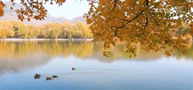 神州大地铺展层林尽染美丽画卷 “赏叶经济”激发多元消费业态新活力