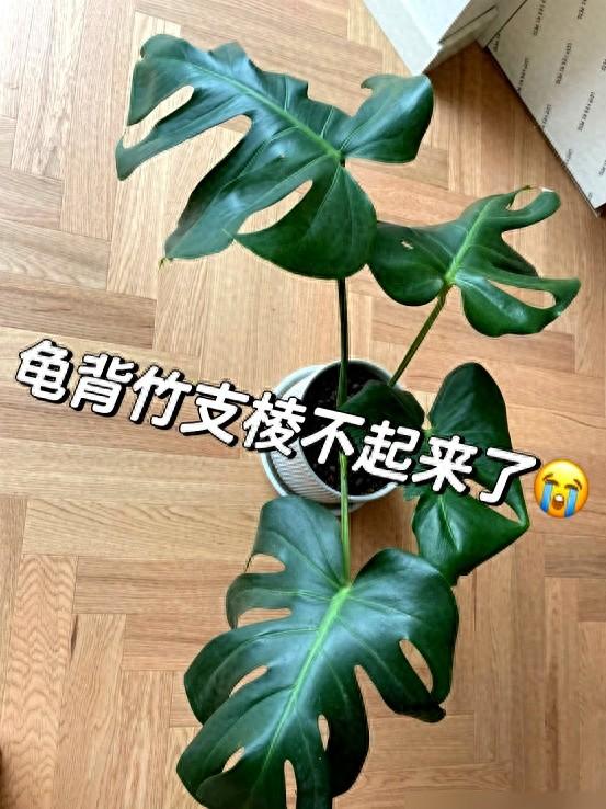“阴花不能进阳宅	”	，家里若有这5种花！请赶紧“搬出去”！
