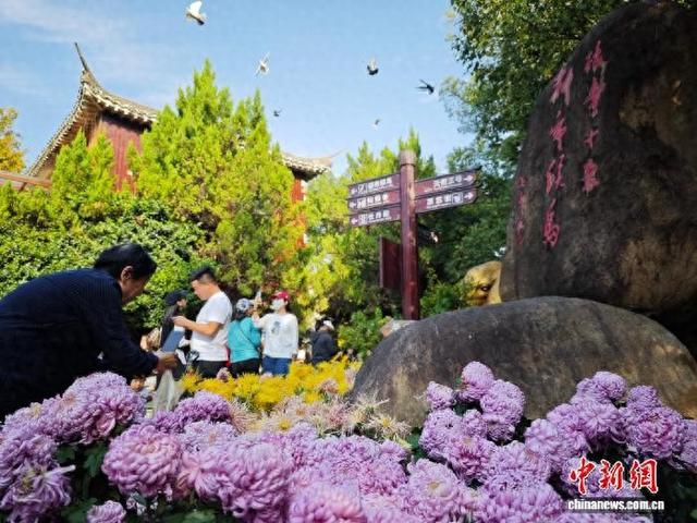 江西南昌天香园万菊绽放 民众醉游菊香花海