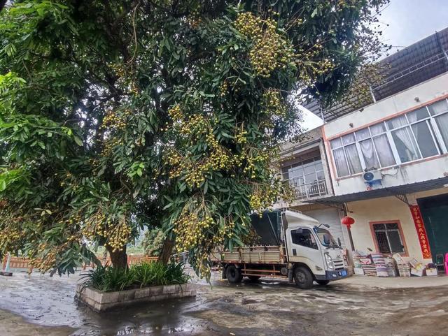 见广记2：香蕉花开