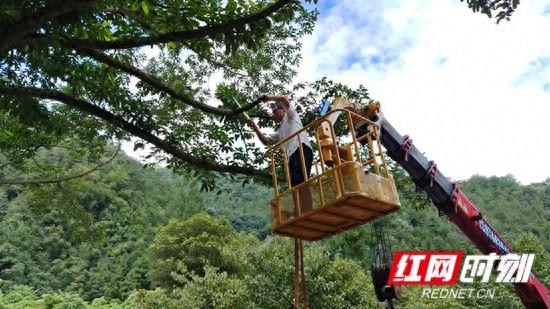 张家界国家森林公园门票站开展高空枯树枝专项清理行动 筑牢景区安全防线