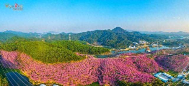 就现在，靓爆镜！免费赏！江门超浪漫粉色花海上新