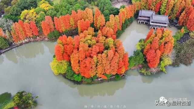 温州这处城区公园红杉如画,错过待来年!