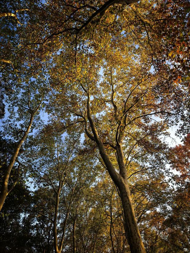 发现一片秋游宝地——紫金山下梧桐大道