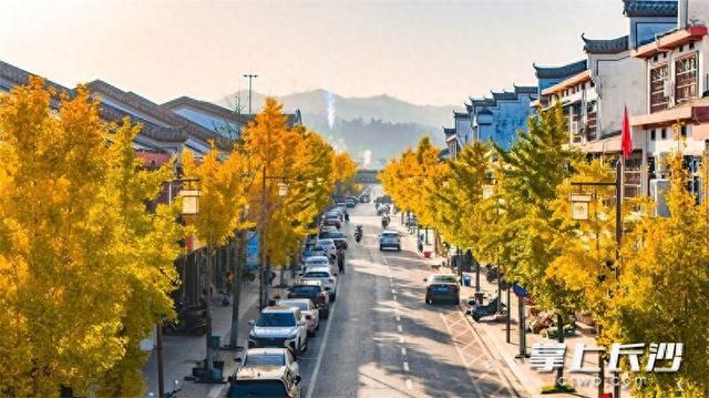 快来望城桥驿看银杏，古驿商街鎏金美景醉游人