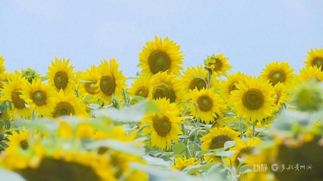 贵州以花为媒 绽放“美丽经济”