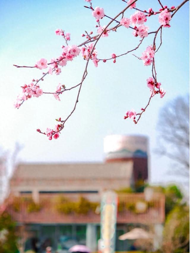 航小天带你看长安 | 唐村首批梅花悄然绽放