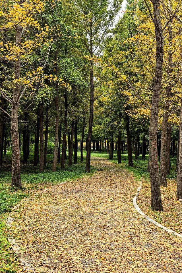 立冬时节，来顺义赴一场银杏之约