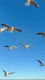 一起出发，从北京坐着火车去看海鸥！