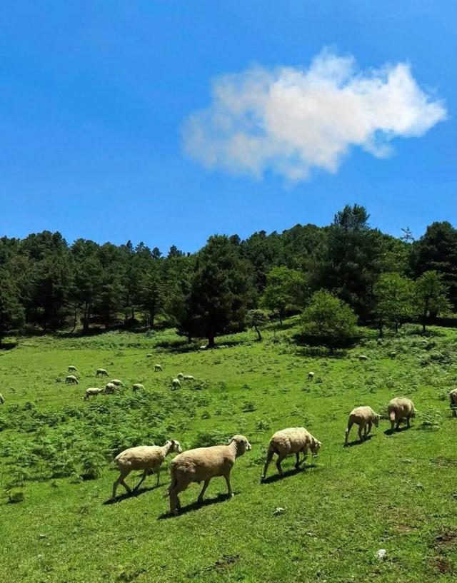 与大地同频呼吸！这个秋天，总要去寻甸草原秘境寻找下自己的“阿勒泰”时刻了