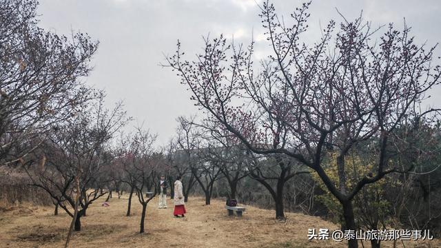 泰安：它是一个梅主题的游园，占地400余亩，暗香浮动，步步皆景