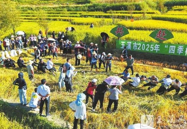 文化中国行丨元江县羊街乡“喍奢扎”盛会：梯田上的丰收狂欢 哈尼族的文化盛宴
