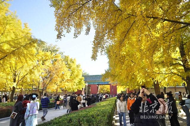 拥抱秋色！地坛银杏大道游人如潮