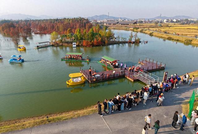 安徽庐江：水畔燃烈焰 池杉红似火