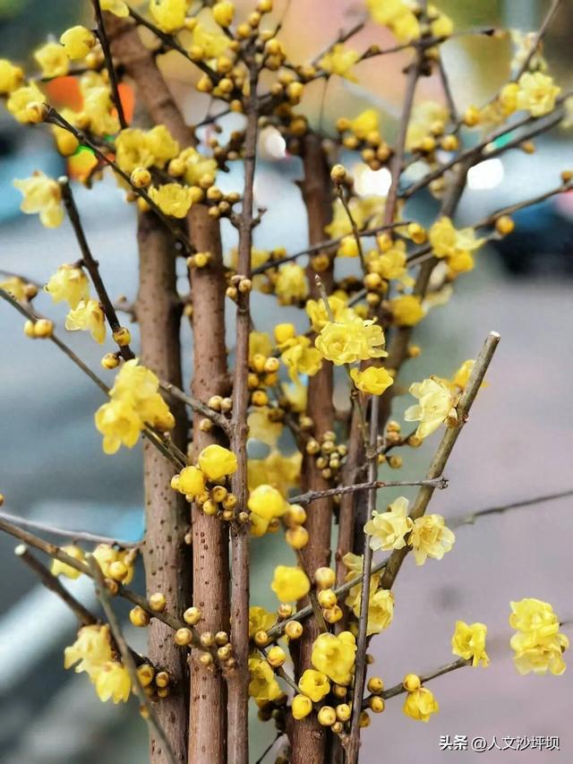 重庆第一波蜡梅开了，Pong香！🥰