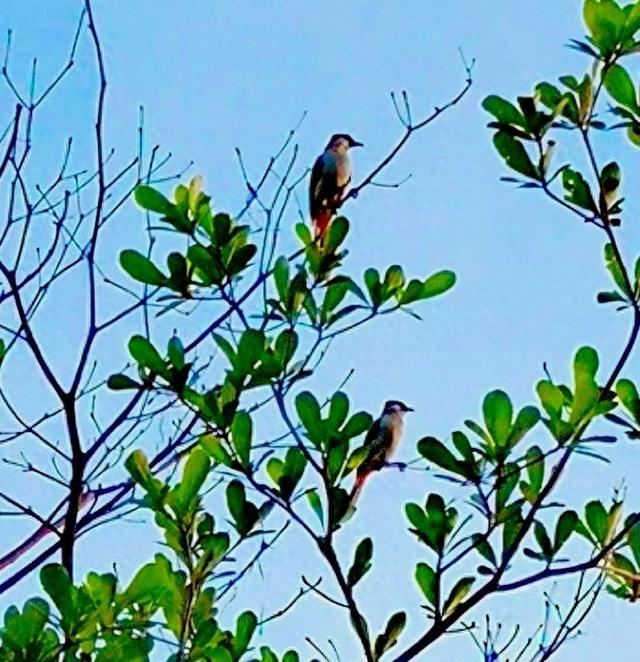成双对的鸟儿——我的音乐相册《早起的鸟儿》再观记
