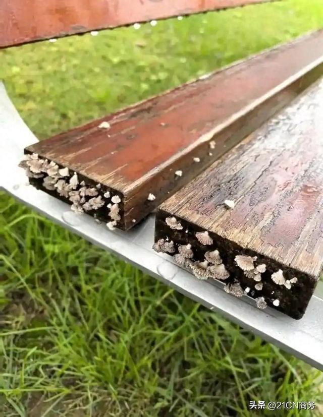 西安连续降雨超一月：城市化身“蘑菇王国” 古迹受潮引关注