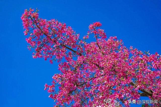 深圳限定浪漫！周末快来赴一场粉色花海盛宴