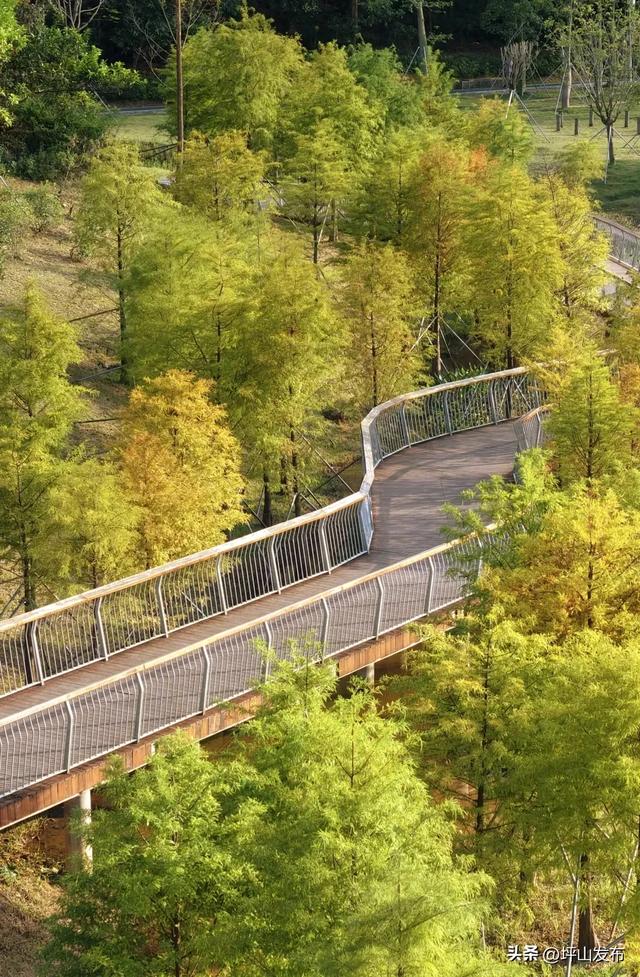 落羽杉红了!深圳坪山最浪漫的“美拉德季”如约而至