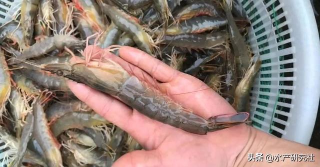 na2seo3（揭秘水产养殖中小肽拌料促成长提升免疫调肠道健康一个都不少）