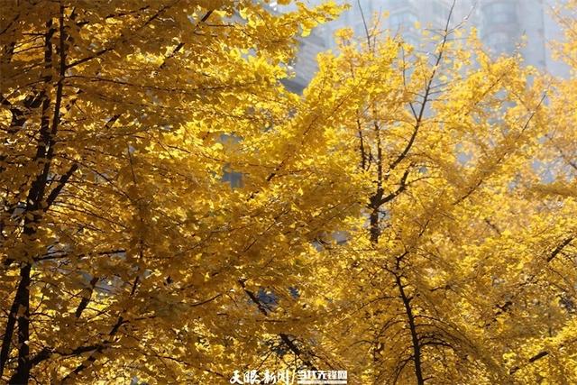 演出市集民俗齐上阵！贵阳冬季文旅“热”力全开