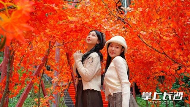 红枫长廊银杏隧道已搭好，石燕湖“拍照打卡天花板”等你来