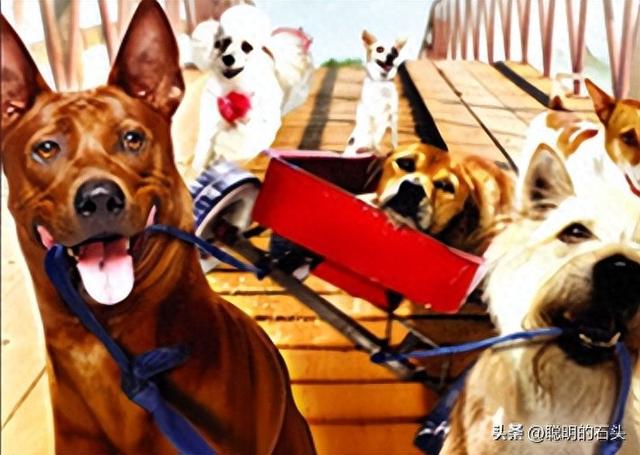 26部冷门狗狗电影清单|治愈打工人的深夜,毛孩子陪你哭笑与共